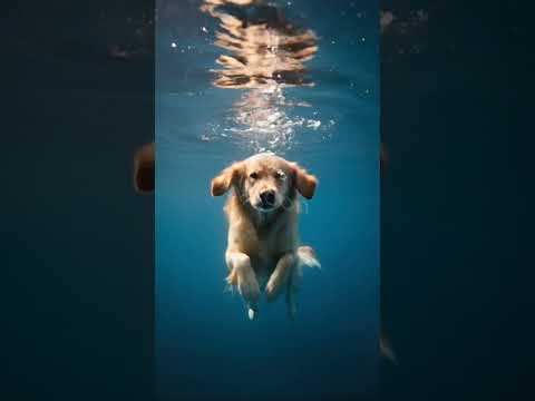 Police K9 Saves Hundreds at the Airport High-Rise #dog #saves