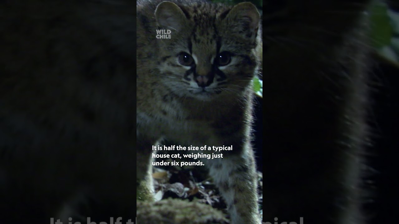 Meet the Kodkod, the smallest wildcat in the western hemisphere 🐈 #WildChile