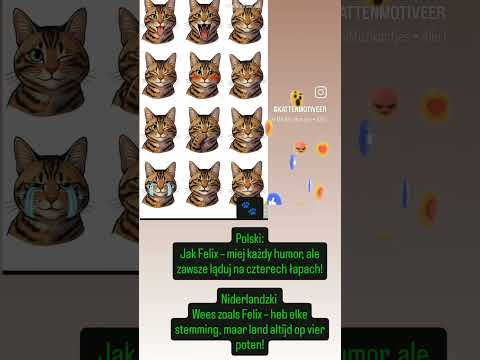 😻😹😸🙀🫶Wees zoals Felix – heb elke stemming, maar land .. #voorjou #felix #funny #emotie #motivation