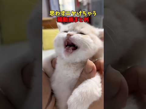 猫の動画サムネイル - ☺️☺️☺️ #猫 #cat #cats #cute