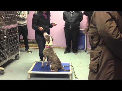 Hand2Paw and Philly Dog Training 1/29/14