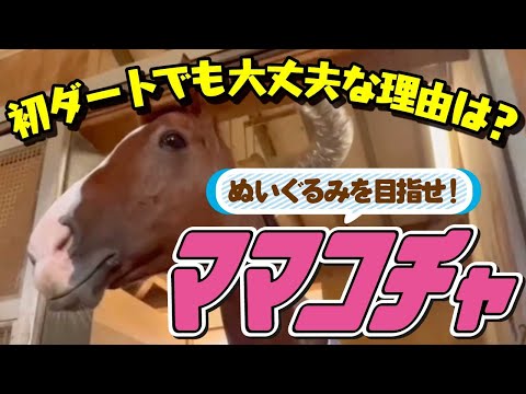 【JBCスプリント2025】初めてのダートに挑むママコチャを天皇賞ウィークにも関わらず、こちらを優先してきました!みなさん、月曜日は船橋に行きましょう!