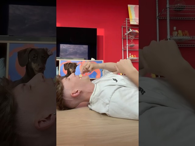 Virales HUNDE Hintergrundbild