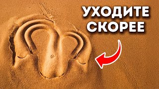 Если вы увидите этот странный знак на песке, будьте осторожны!