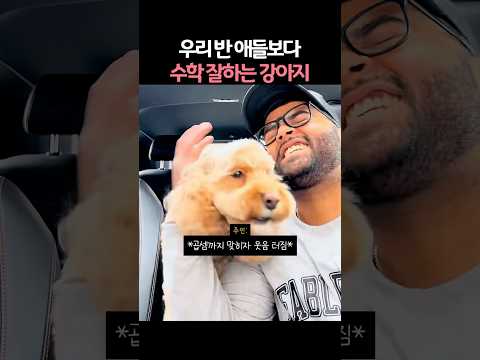 우리반 애들보다 수학잘하는 <strong>반려견</strong>
