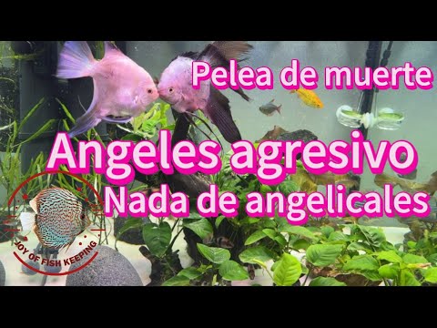 Angeles , peces agresivos, nada de angeles Lo peces angeles , hermosos y majestuosos tiene su lado to lo contrario se ser angeles . Mejor llama
