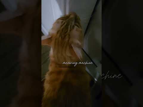 She wants to go outside - Claudia ginger cat 🐈 #cat #gingercat #wanttogooutside #1million #catworld