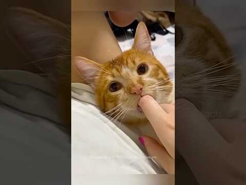 Why Cat Suck Like This 😍 #factsintelugu #telugufacts #animals #amazinfacts #shorts #tejfacts