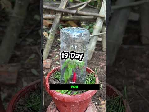 Banana + Pepper Seeds 🌶️🍌 Can This Unusual Growing Method Work?||#PepperGrowing #PepperPlants #plant