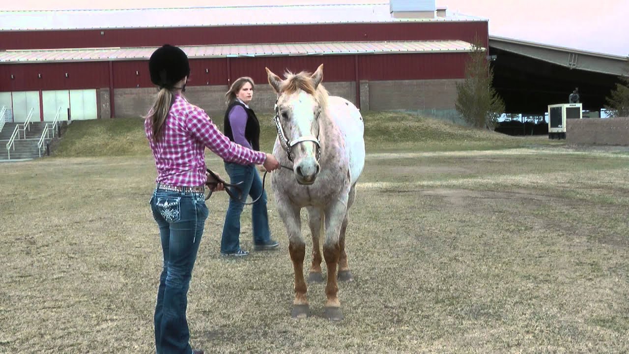 quartering-system-for-horse-showmanship-youtube