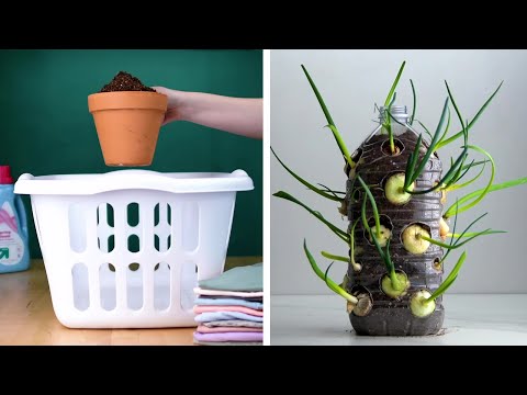 Како да одгледувате печурки во домот и уште 13 генијални градинарски трикови