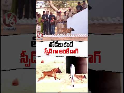 Dog Runs Faster Than Wolf | Police Dogs Passing Out Parade | V6 News