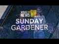 Sunday Gardener: Caring for waterlilies  - 02:40 min - News - Video