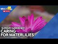 Sunday Gardener: Caring for waterlilies