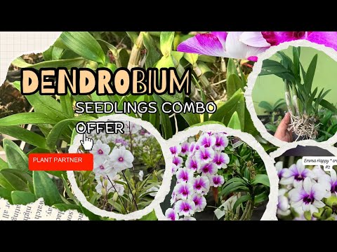 New Dendrobium Seedlings Combo Offer||Compactum Orchids പുതിയ ഡെൻഡ്രോബിയം തൈകൾ ഓഫറിൽ Plant Partner