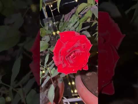 #music #youtubeshorts #trending #ytshorts #reels #subscribe #viralvideo #bgm #shorts #short #flowers