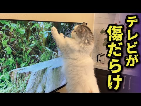 関西弁でしゃべる猫・つくしの面白テレビパンチ動画 サムネイル