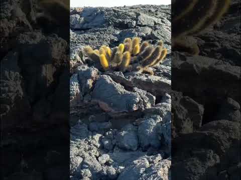 Walking on another planet? Galapagos Cruise Part 5 #shorts