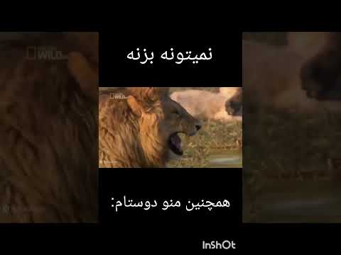 صدارو چک نکن