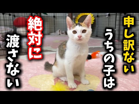 猫の動画サムネイル - 子猫を譲渡寸前でお断りした理由とは…