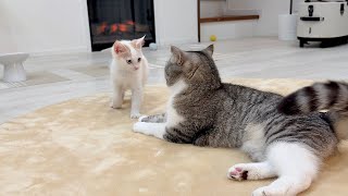 動画サムネイル