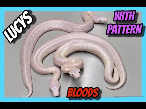 Our most INSANE Blood Python clutch!