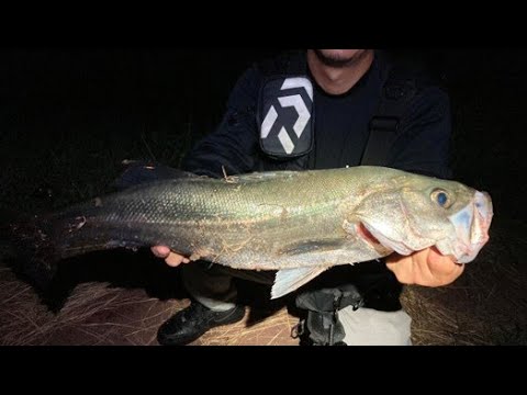 魚が釣れないのでシーバス釣りながらだべってきた