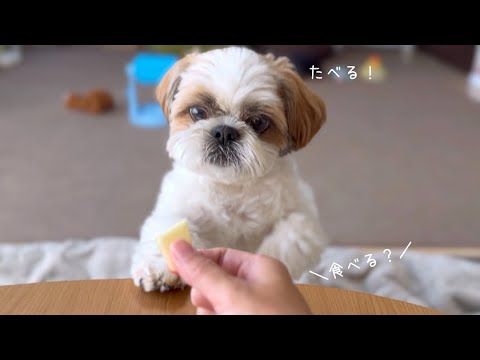 【シーズー】今年もぬくぬくのアイツがやってきた！そして今年もやっぱり最高すぎたw w w【犬Vlog】