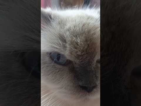 sipaling takut kamera😭