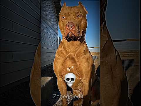 This dog is trending ☠️