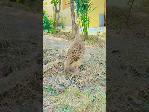 teetar voice 🔥#viral #foryou