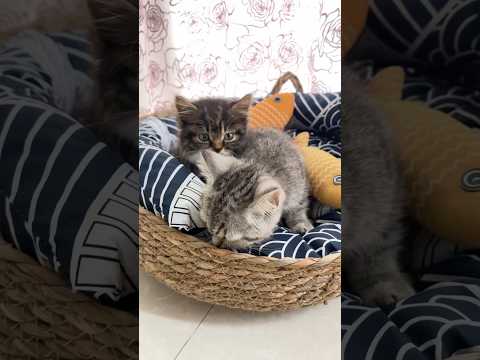 the reason …#cat #pets #cute