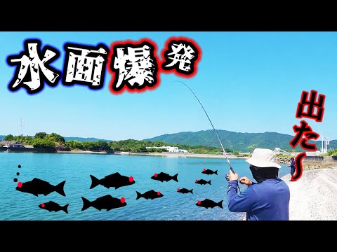 天草の海で魚だらけのところにルアーを投げると！