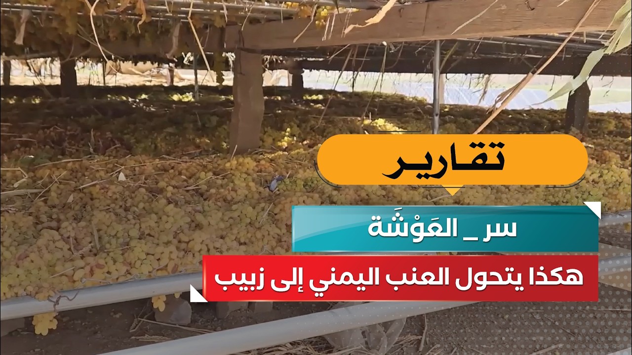 قناة السعيدة