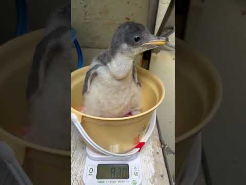 猫の動画サムネイル - 6/2ふ化🐣ジェンツーペンギン生後16日目