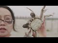 Chinas hairy crab farmers face losses after a long summer | REUTERS