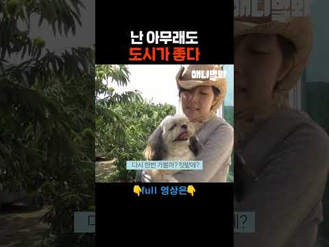 난 미식가 도시 강아진데? #애니멀봐 #shorts