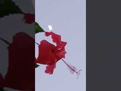 evening view #shorts @nirmal videos