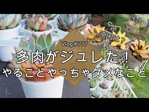 【Vlog777】【多肉植物】多肉がジュレた！やることやっちゃダメなこと【原因解説＆対処方法】【地植え花壇のトンネル遮光設置