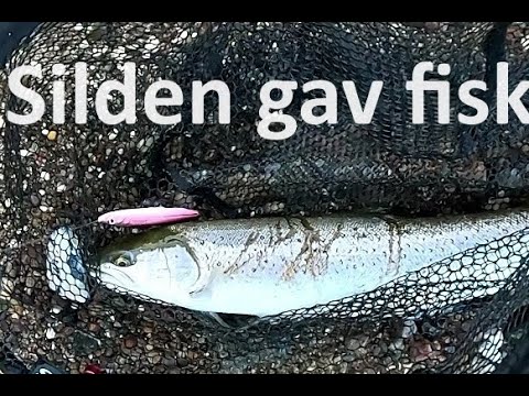 Silden gav Blankfisk