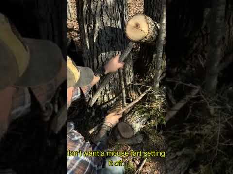 Hammer Time !! #shorts #creativesurvival #survivalskills #outdoorskills #survival #trap