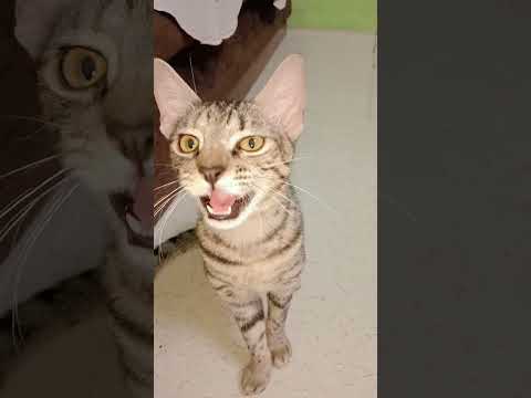 #catshorts #catlovers #catlovers #cat #catlovers #catlife #catlove