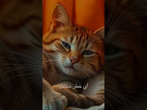 هل تعلم أن القطط تختار مكان نومها بدقة لأسباب نفسية؟ - اشتركوا في القناة