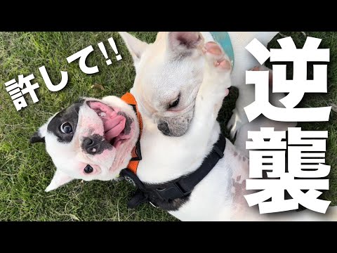 僕がパピーの時にいじめてきた奴だ！今度は僕の番だワン！！