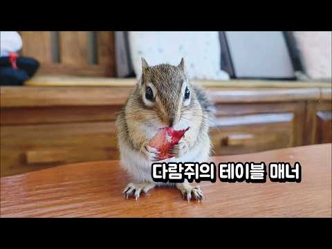 다람쥐의 <strong>테이블</strong> 매너
