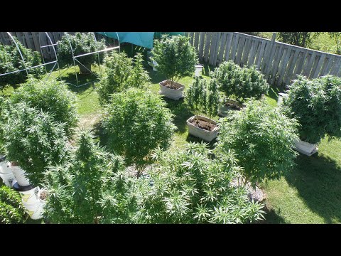 Flowering Cannabis Plants Outdoors in Northern Ontario