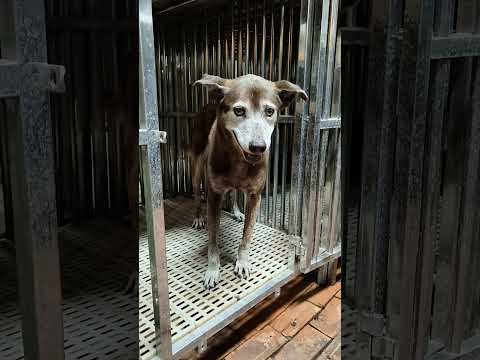 （三）老蘇愛心天使團救助安養的雲林老浪犬 咖啡老奶奶 剛來老蘇時有點驚慌失措，經過一天的修養，已經開始願意吃烤雞肉，並走出床位到外面散步，慢慢適應的相當好