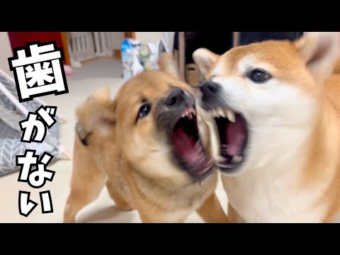 ワンプロ中に歯が抜けたことに気づいた子犬と姉柴犬の反応がおもしろ可愛い
