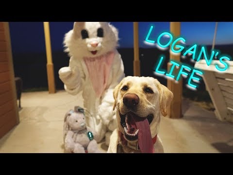 Logan and Giant Bunny Rabbit Friend Play Together