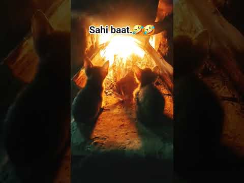 #cats #funny #comedy #pets #trending